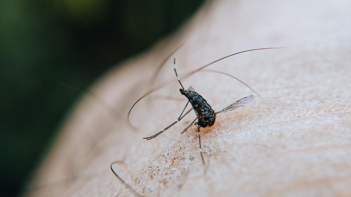 Ameață sanitară în Europa: Virusul West Nile se extinde spre nord și atinge cifre record