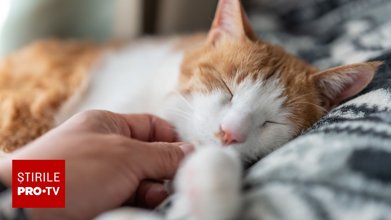 Atenție la pisicile domestice: un parazit transmis de la animale la oameni poate cauza giardioză