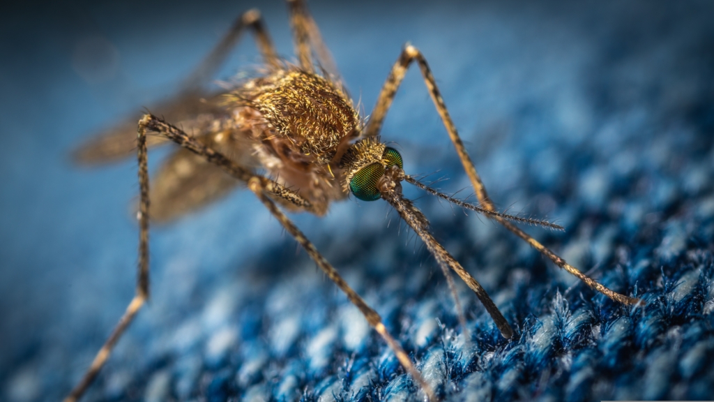 Avertisment de sănătate în România: 95 de cazuri de virus West Nile și 5 decese înregistrate în această vară