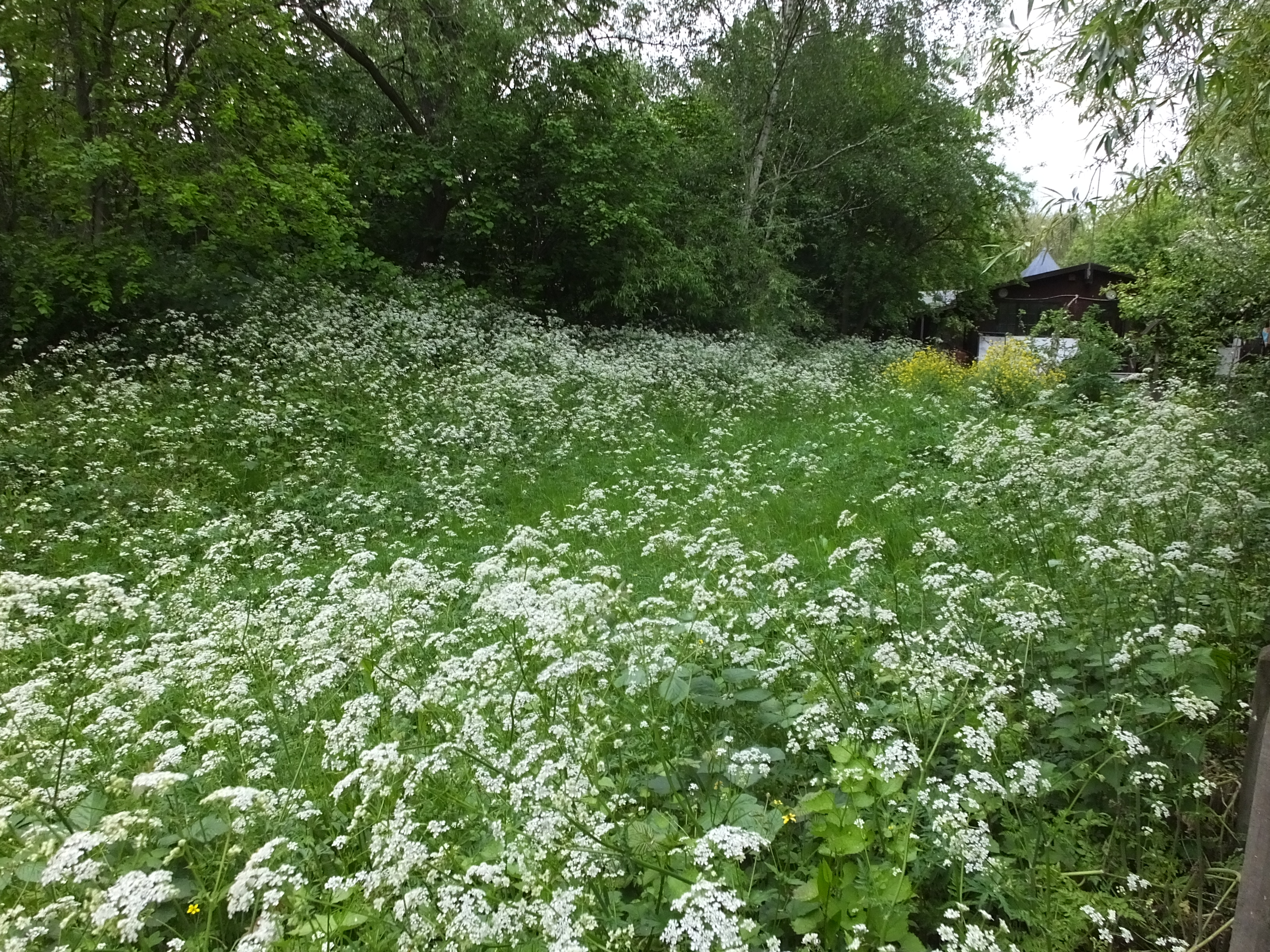 Plantele medicinale din România sunt amenințate de schimbările climatice și de speciile invazive