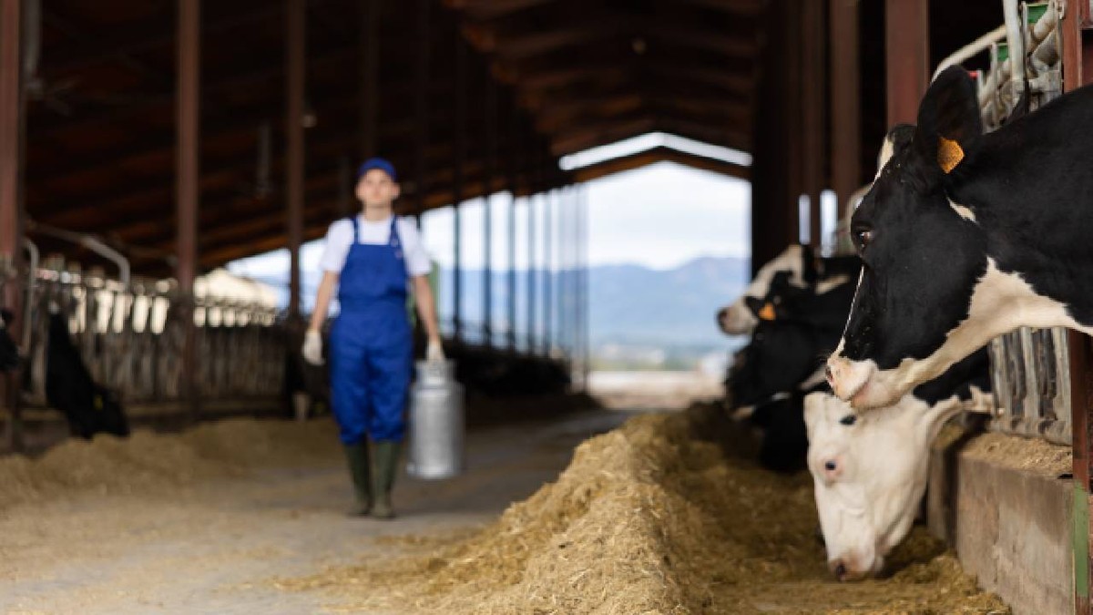 Fermier german renunță la roboți și angajează români pentru a gestiona o fermă de 1.300 de vaci