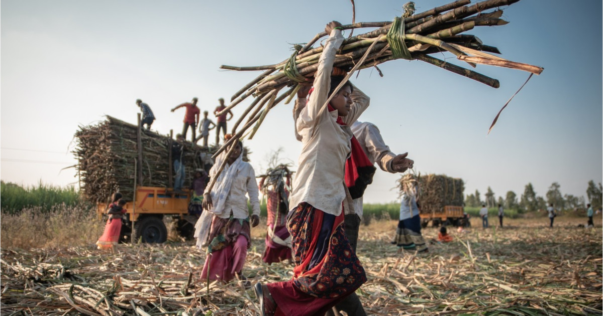 Tragedia muncitoare din India: Femeile își scot uterul pentru a putea lucra pe plantațiile de trestie de zahăr