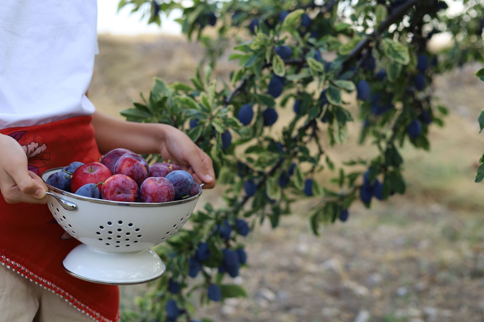 România deține record european la producția de prune, dar 80% din recoltă ajunge în cazane