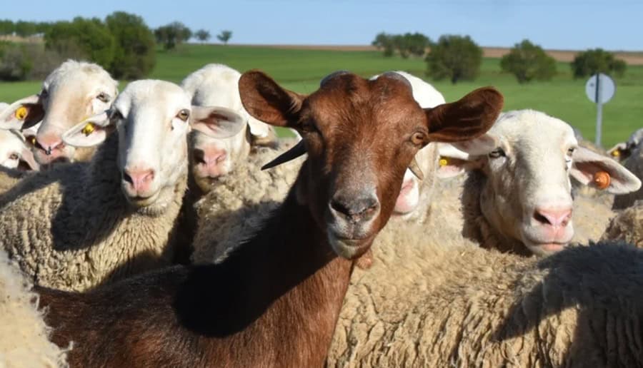 Comisia Europeană aprobă planul pentru reluarea exporturilor de ovine și caprine din România