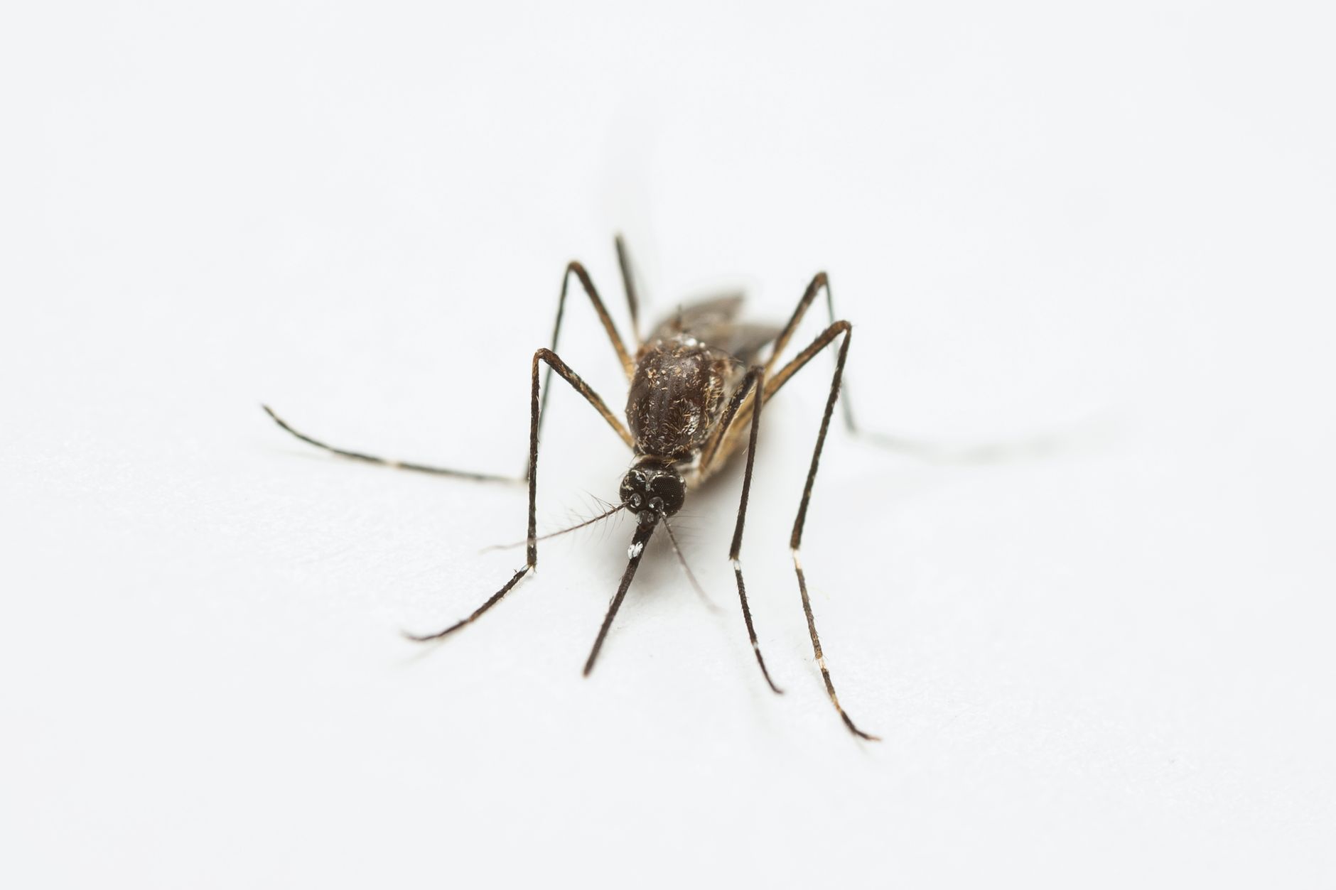 UE cere măsuri coordonate împotriva bolilor transmise de țânțari, pe fondul creșterii cazurilor de West Nile