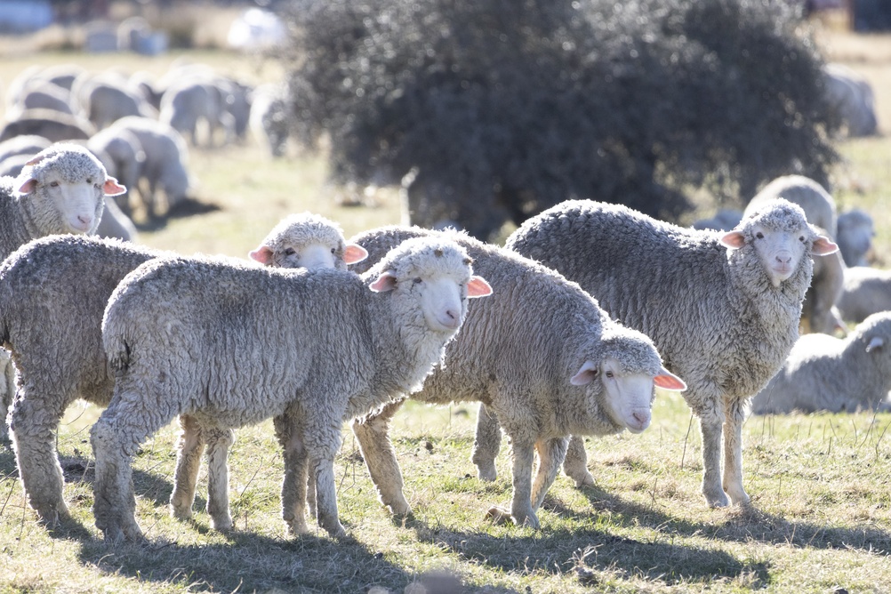 Strategia de deblocare a exporturilor de ovine și caprine: Comisia Europeană a aprobat planul de vaccinare