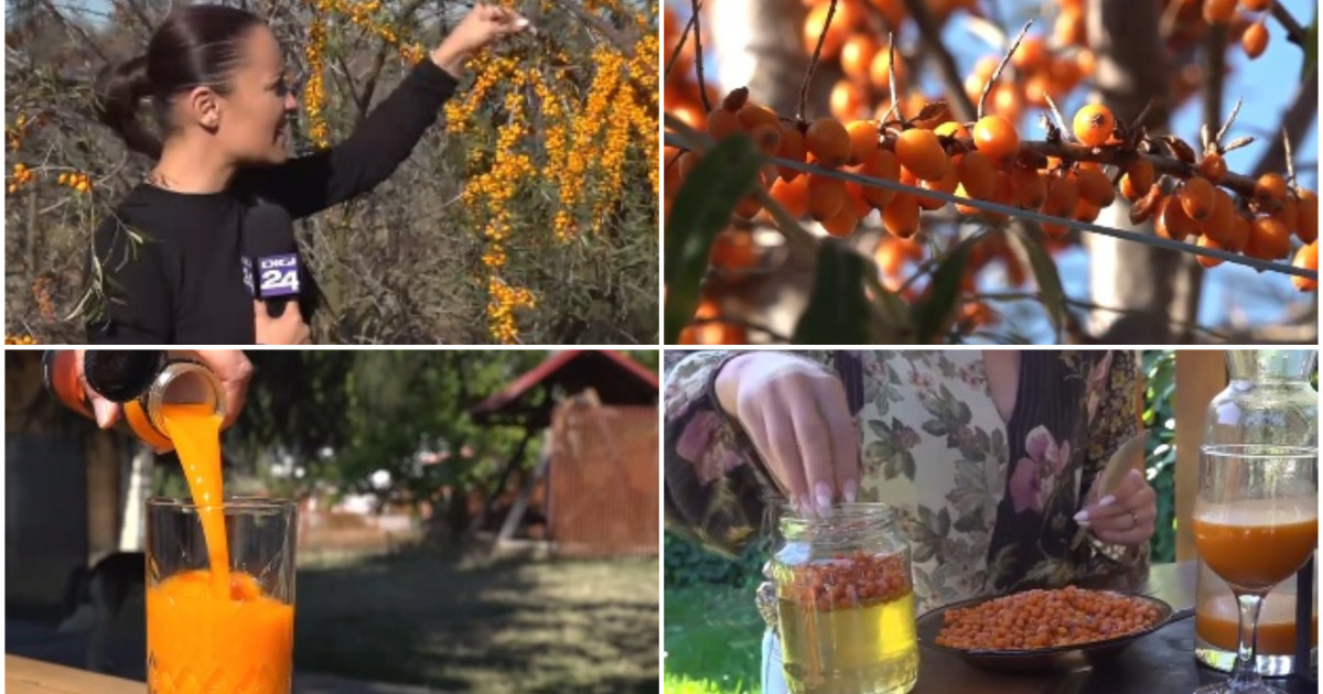 Cătina, „aurul portocaliu” al României: de la plantații la produse pentru imunitate în sezonul rece