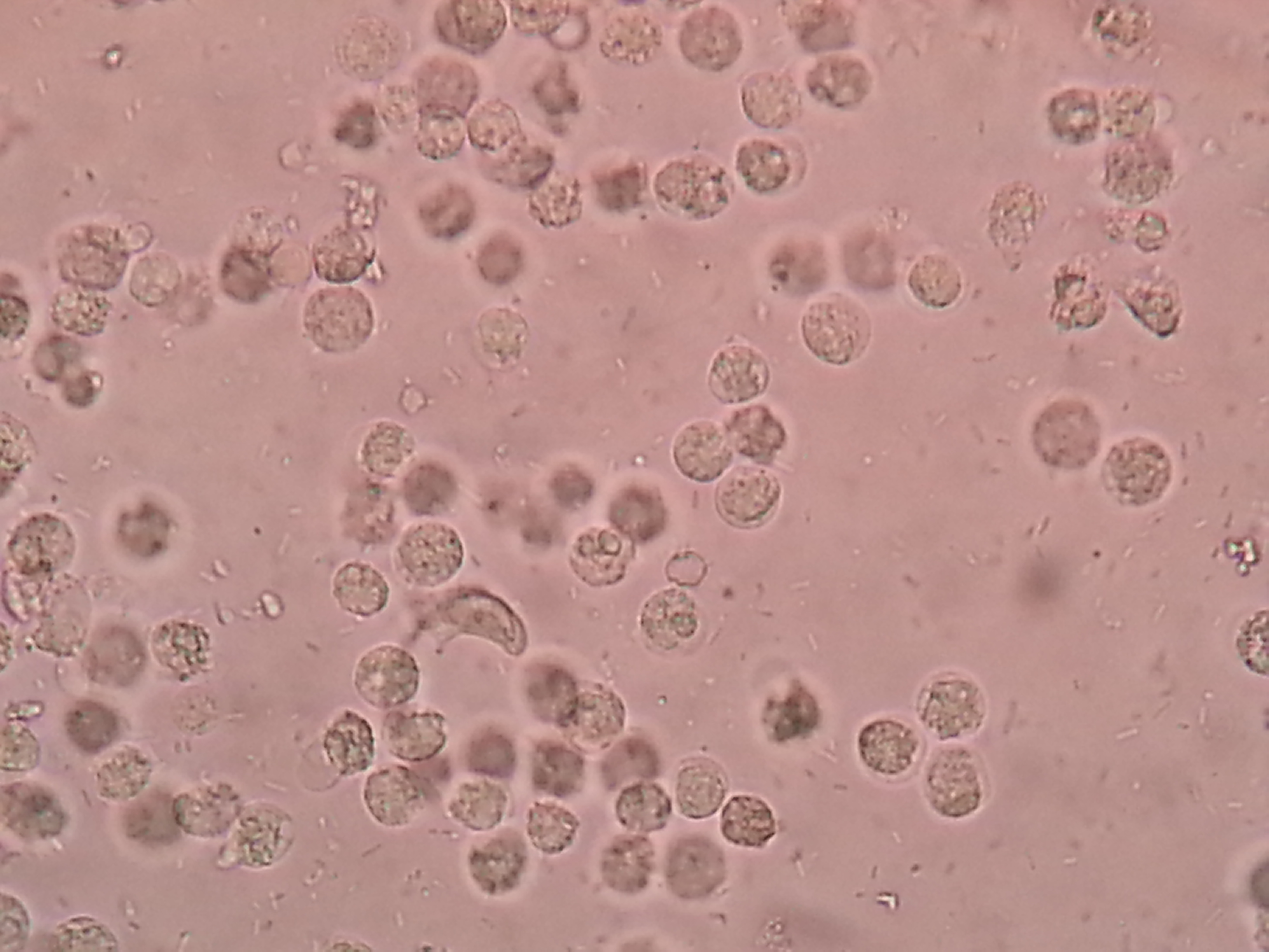 Microbiomul uman: ecosistemul microscopic care dictează sănătatea și metabolismul organismului