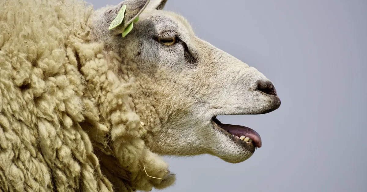 ANSVSA pregătește reluarea exporturilor de ovine prin campanie de vaccinare a animalelor