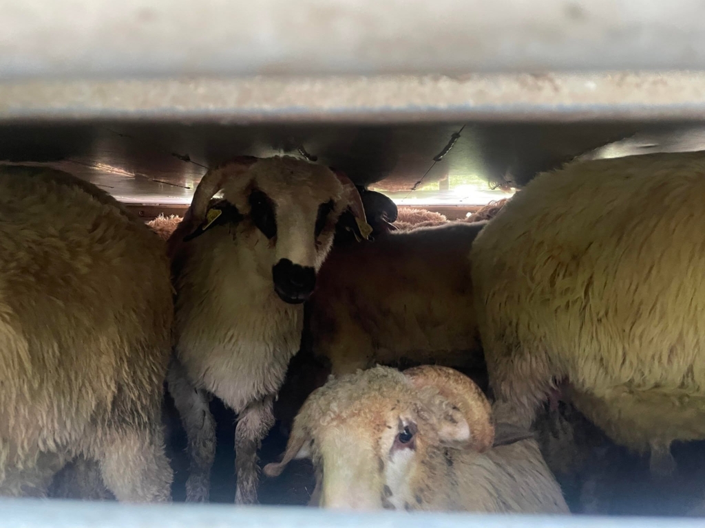 Transport ilegal de ovine interceptat în Alba: riscuri epidemiologice majore pentru sectorul zootehnic