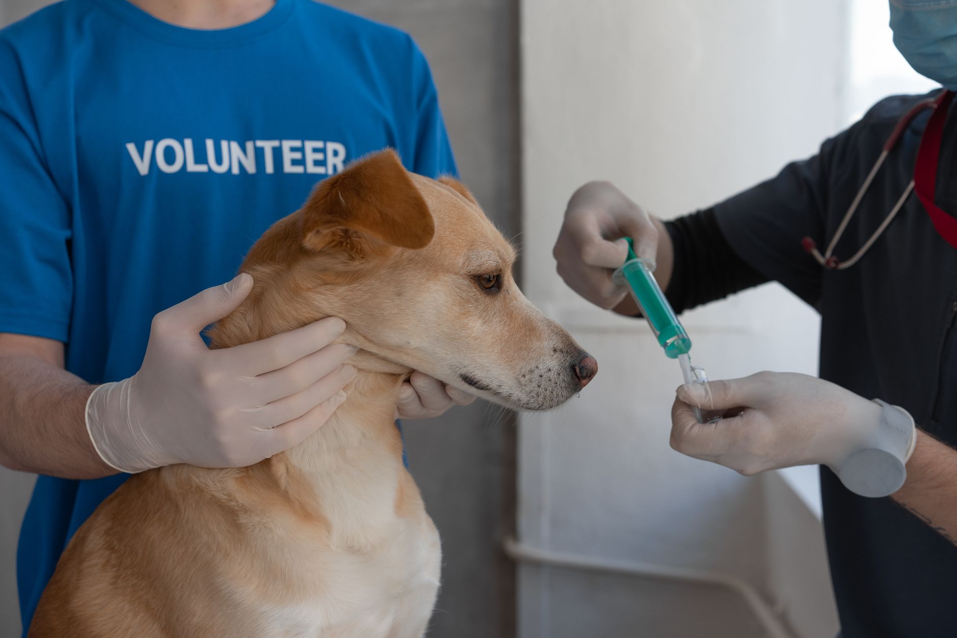 Măsuri pentru deblocarea exporturilor de ovine: Vaccinarea națională începe în octombrie