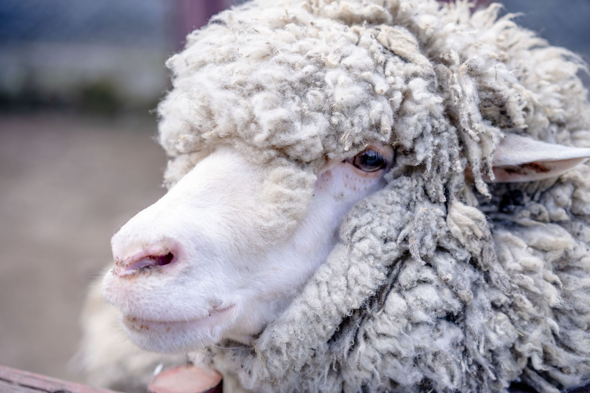 Alexandru Bociu anunță data vaccinării ovine: „Până la sfârșitul anului vom putea debloca exporturile”