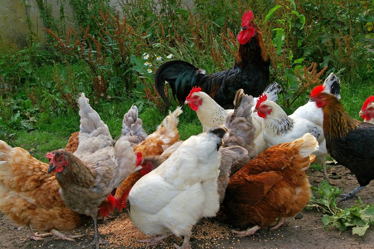România intră în campania europeană de combatere a gripei aviare, #NoBirdFlu