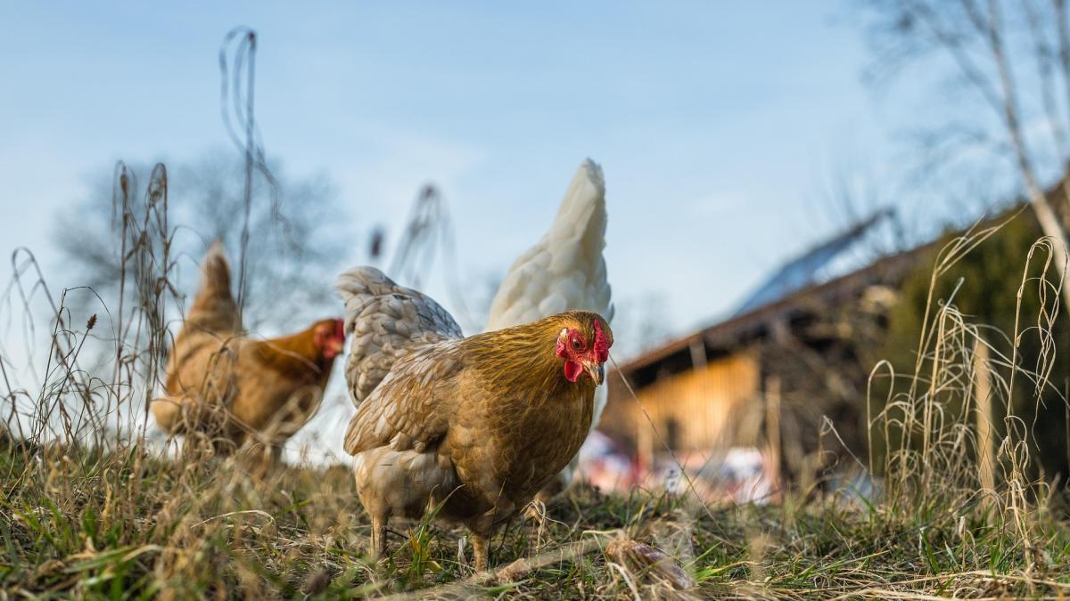 Măsuri de biosecuritate pentru micii fermieri: Cum se poate preveni răspândirea gripei aviare