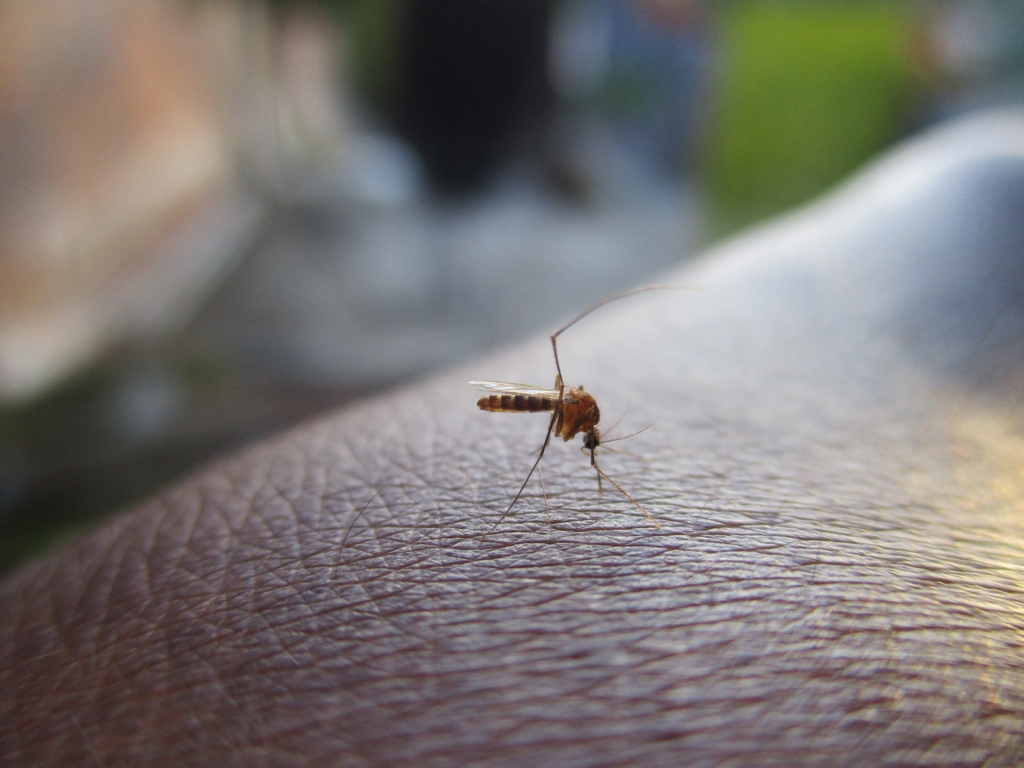 Grecia, în pragul unei crize de sănătate publică: Foc de virus West Nile cu zeci de decese