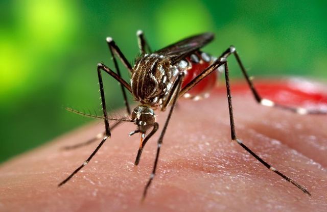 Grecia se confruntă cu un focare masiv de virus West Nile, experții cer un sistem de avertizare timpurie