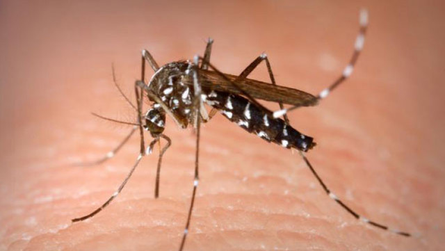 Bilanțul virusului West Nile în România: 111 de cazuri înregistrate și cinci decese confirmate