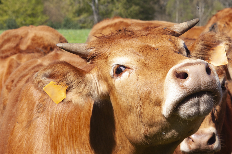 Comisia Europeană aprobă 52 de milioane de euro pentru crescătorii de bovine din România