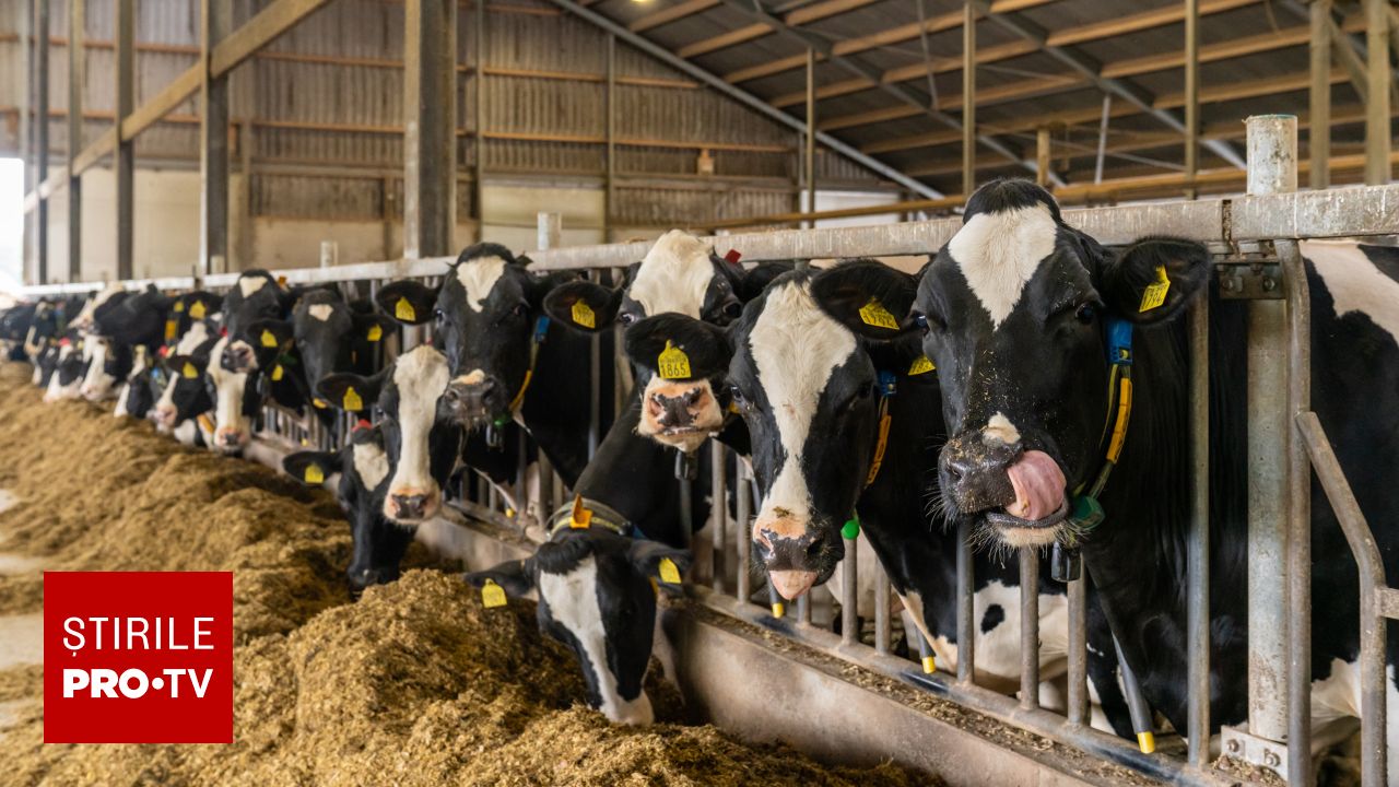 Bani de la Comisia Europeană pentru fermierii din România. 52 de milioane euro pentru crescătorii de bovine