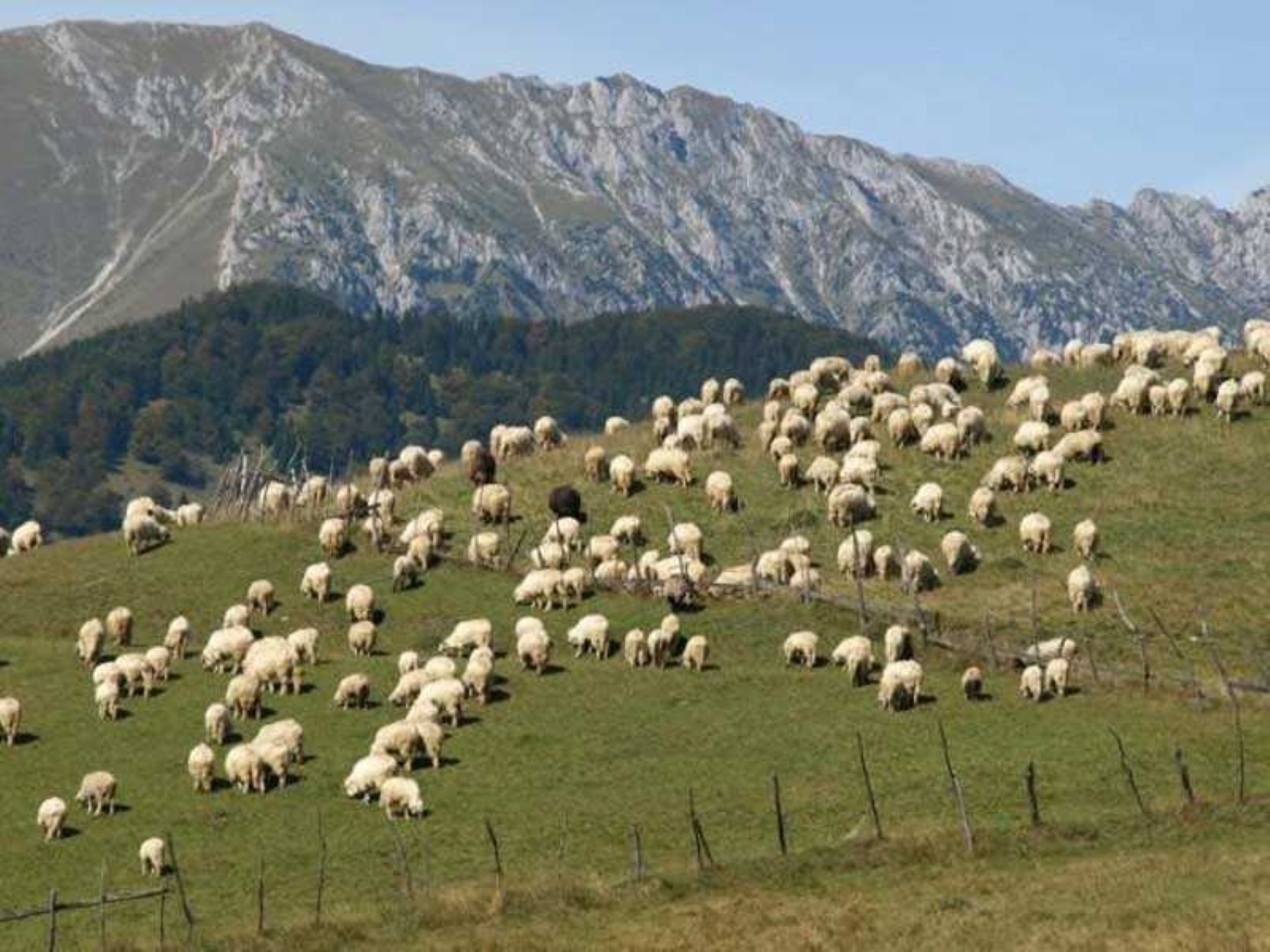 Bruxelles va modifica regulile de vaccinare pentru România pentru a evita blocajul comercial al fermierilor