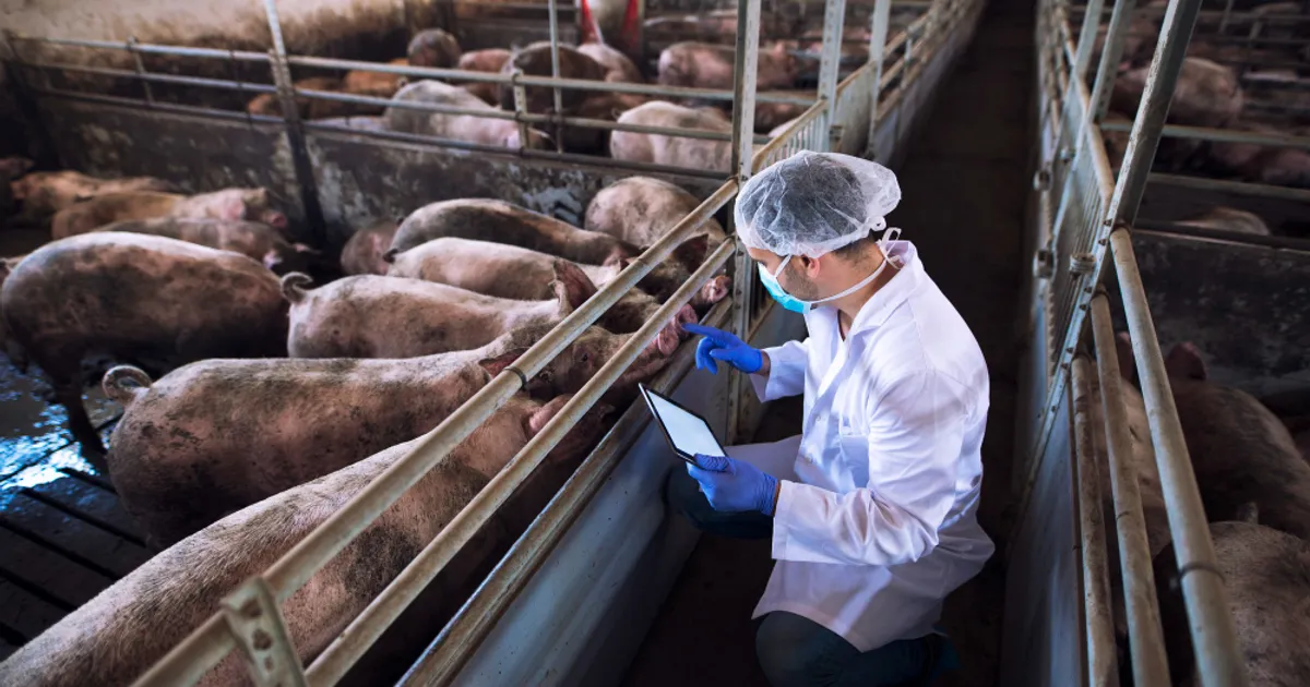 Scandal la ANSVSA: Statul a plătit despăgubiri pentru aproape 1.000 de porci care nu existau în acte