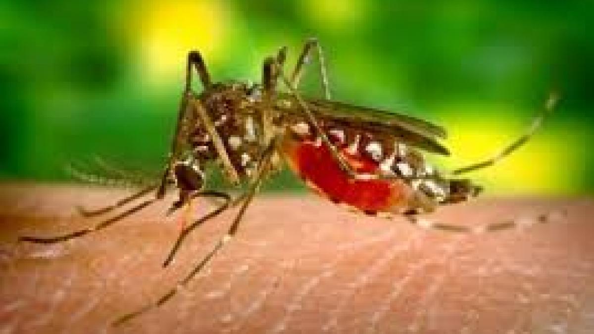 Bilanț îngrijorător pentru virusul West Nile în România: 121 de cazuri și 8 decese confirmate