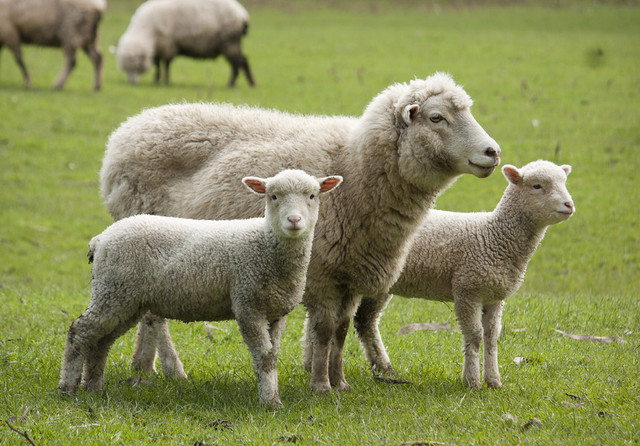 Semnate certificate pentru exporturile de animale și produse alimentare către Libia