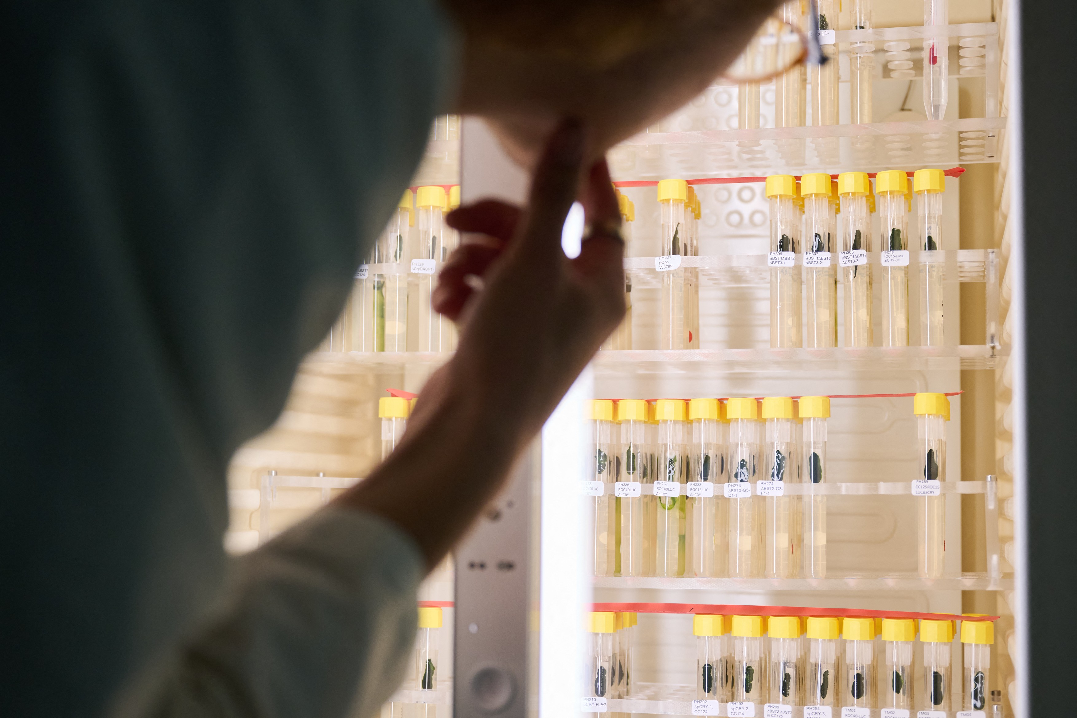 Revoluția optogeneticii: Cum poate lumina să trateze epilepsia și Parkinsonul